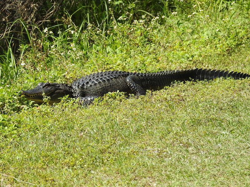 Tips to safely co-exist with alligators
